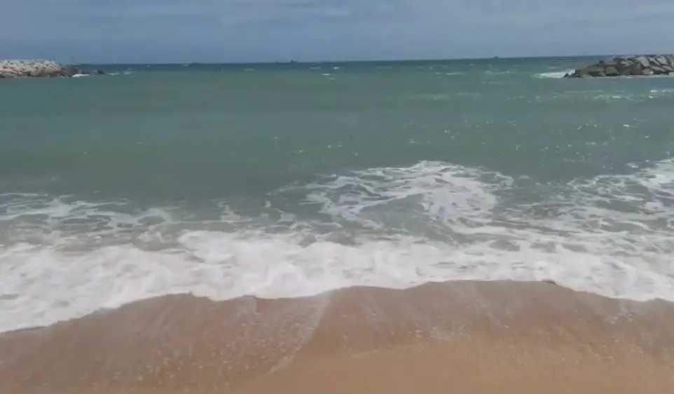 ผงะ! "แมลง" นับล้านตัว ลอยตายเกลื่อนหาดระยอง