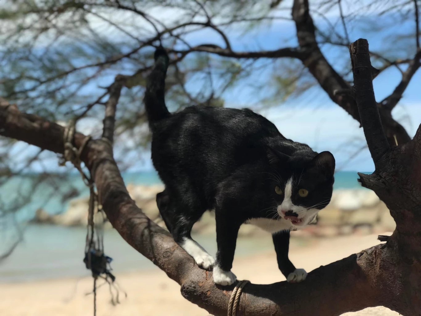 รักแมว รักโลก ชวนเลี้ยงแมวระบบปิดกันเถอะ เนื่องในวันแมวโลก