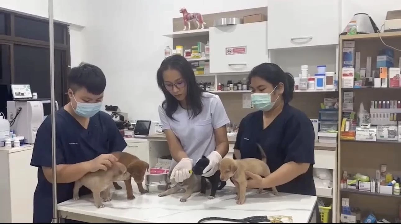 ได้บ้านครบแล้ว ลูกสุนัข 19 ตัว ถูกทิ้งตากฝนในป่าข้างโรงเรียน