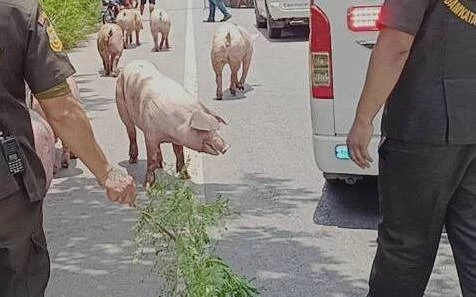 กระบะขนหมูพลิกคว่ำ เทกระจาด 26 ตัว ทำรถติดยาวหลายกิโล