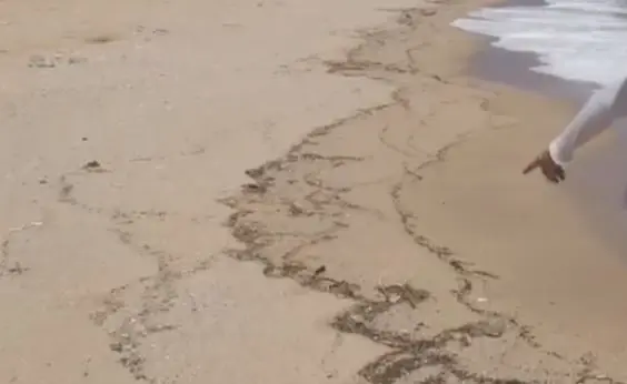 ผงะ! "แมลง" นับล้านตัว ลอยตายเกลื่อนหาดระยอง