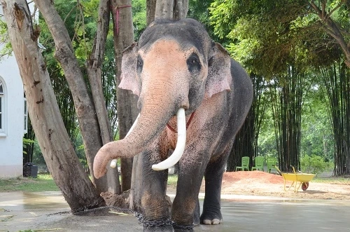 ขอบคุณภาพ จากเพจ พลายเอกชัย 