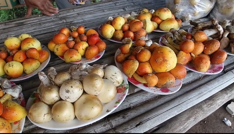 เห็ดระโงกป่า ชนิดสีเหลือง และ สีขาว