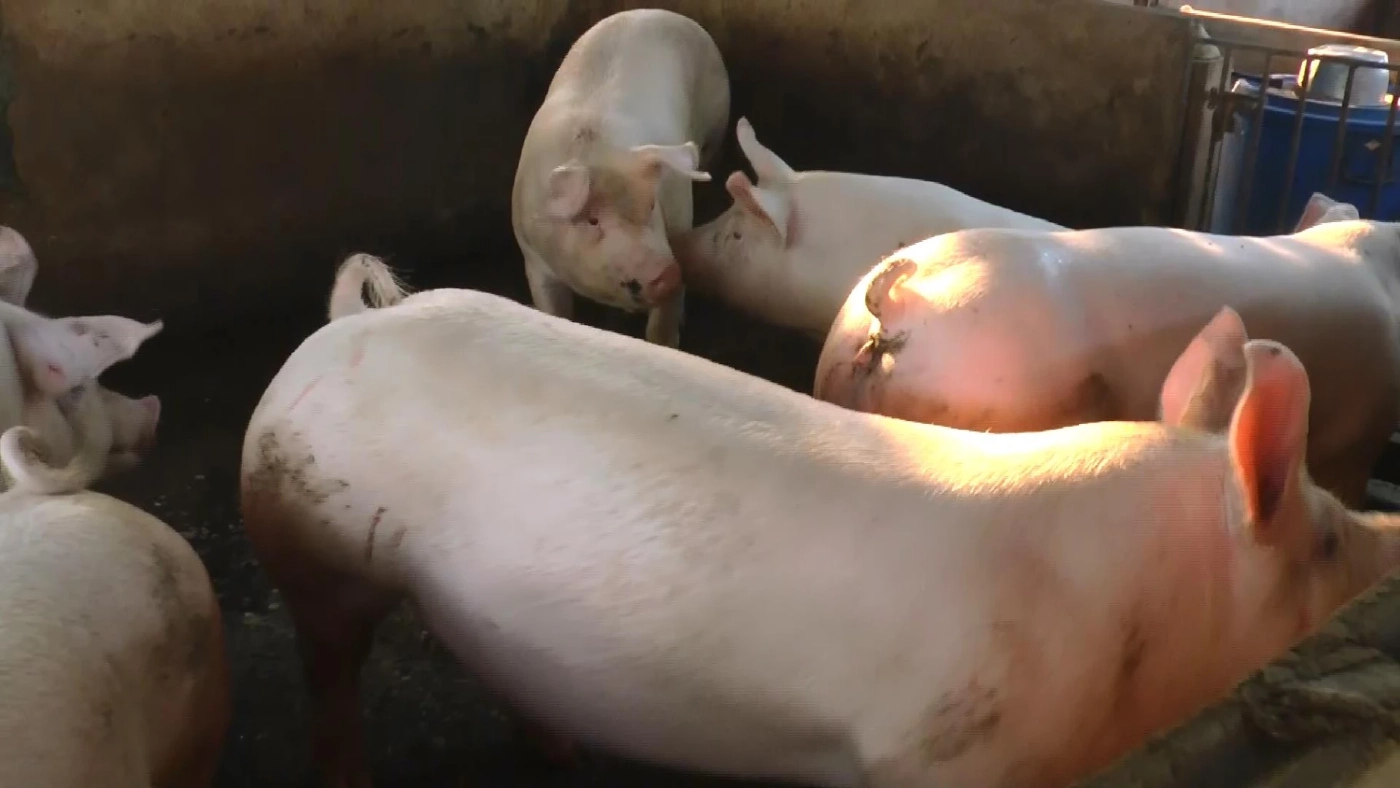 ราคาหมูเป็น ขยับขึ้นกิโลละ 2 บาท หลังบราซิลงดส่งหมูเข้าไทยกว่า 6 เดือน