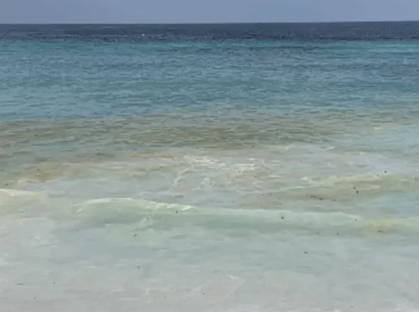 พบคราบน้ำมัน ลอยติดชายหาด เกาะหลีเป๊ะ ทร.ภาค 3 เร่งกำจัด