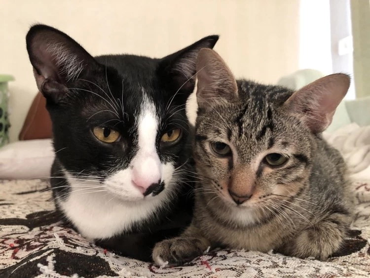 รักแมว รักโลก ชวนเลี้ยงแมวระบบปิดกันเถอะ เนื่องในวันแมวโลก