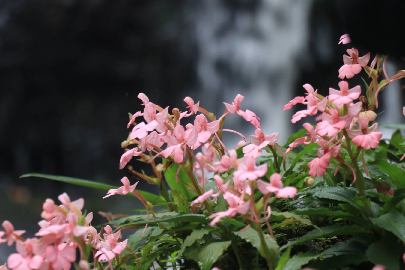 ดอกลิ้นมังกร หน้าน้ำตกหมันแดง