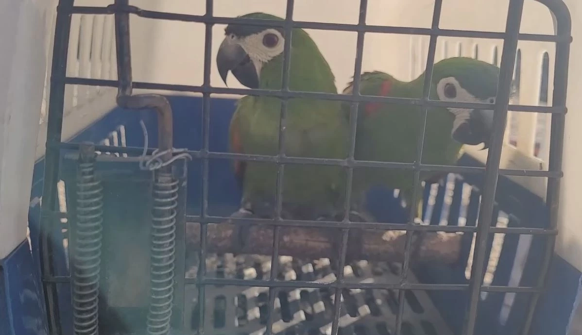 ชายขี่จักรยานไฟฟ้า จะพานกแก้วไปบินที่วัด เกิดไฟลุก ทิ้งรถ-อุ้มกรงนกหนีตาย