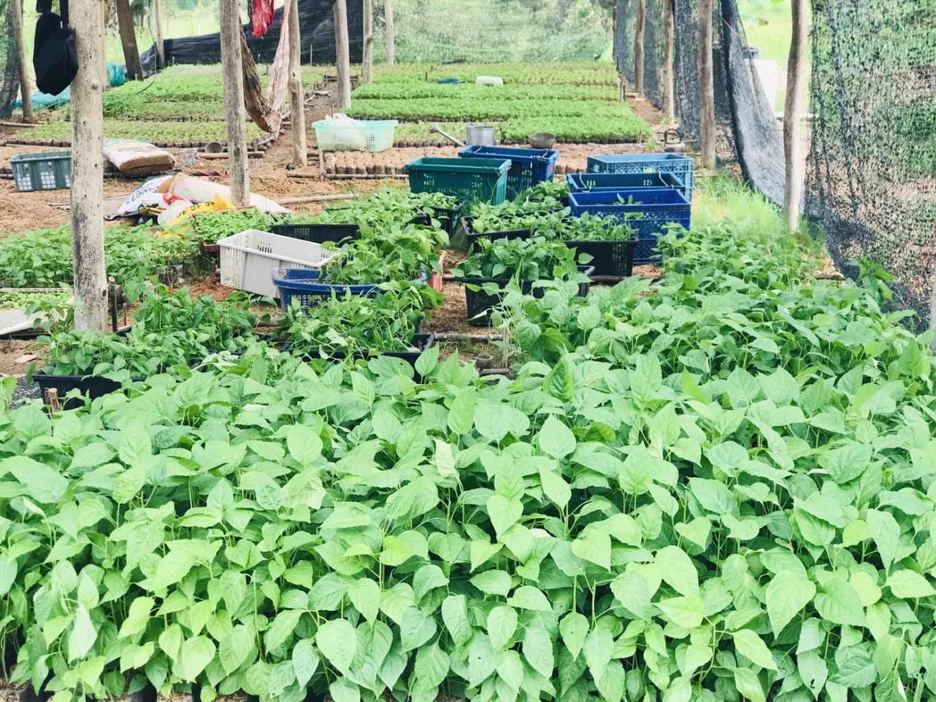 ส่องอาชีพ "เพาะพันธุ์พริกขี้หนูสวน" สร้างรายได้งาม