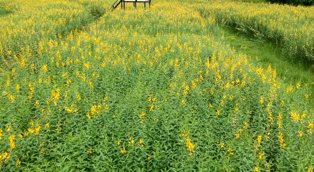 "ทุ่งดอกปอเทือง" บานสะพรั่งสวยงาม กลายเป็นจุดเช็คอินใน มร.พส.