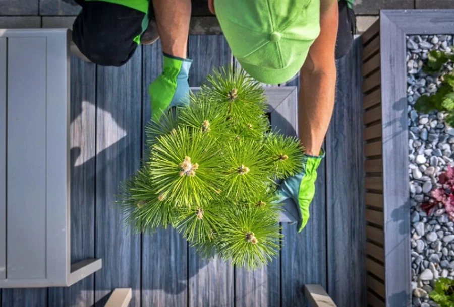 เปิดงานวิจัยใช้ต้นไม้กันคลื่นความร้อนในเขตเมือง ลดร้อน ลดการเสียชีวิต