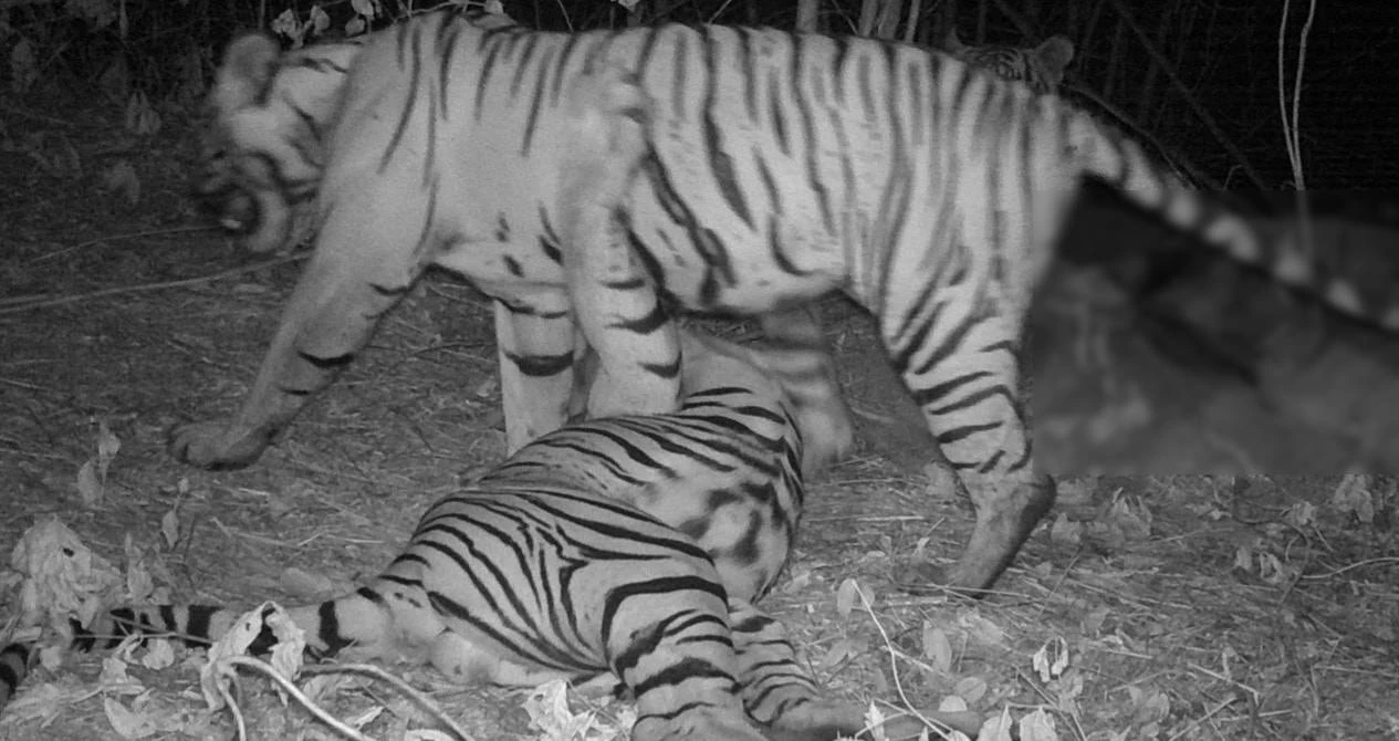 เปิดภาพหาชมยาก ครอบครัว "เสือโคร่ง" ชวนกันดินเนอร์หน้ากล้องดักถ่าย