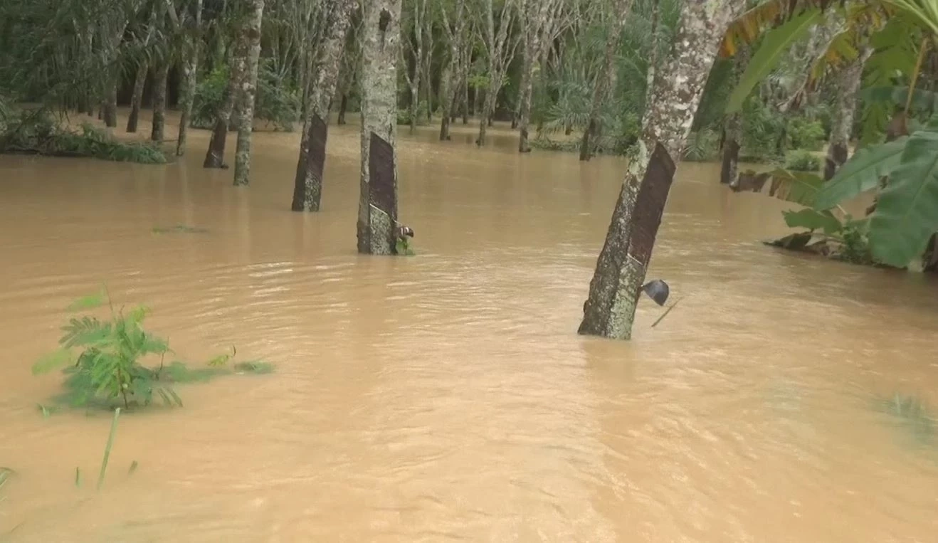 ตรังฝนตกหนัก น้ำป่าหลากเข้าท่วม 2 อำเภอ ชาวบ้านเฝ้าระวัง-เตรียมย้ายหมูหนีน้ำ