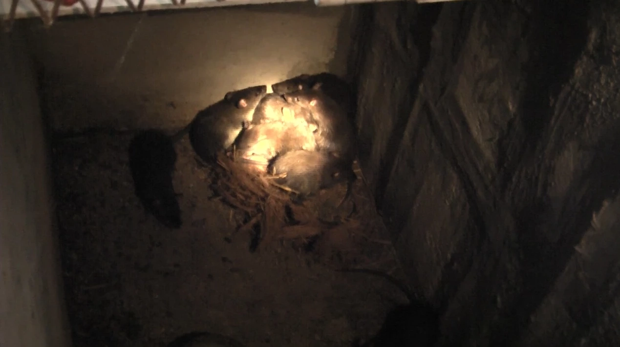 ส่องอาชีพเลี้ยงหนูพุกใหญ่ สายพันธุ์พัฒนา แบบออแกนิค พร้อมเผยเมนูไฮไลท์