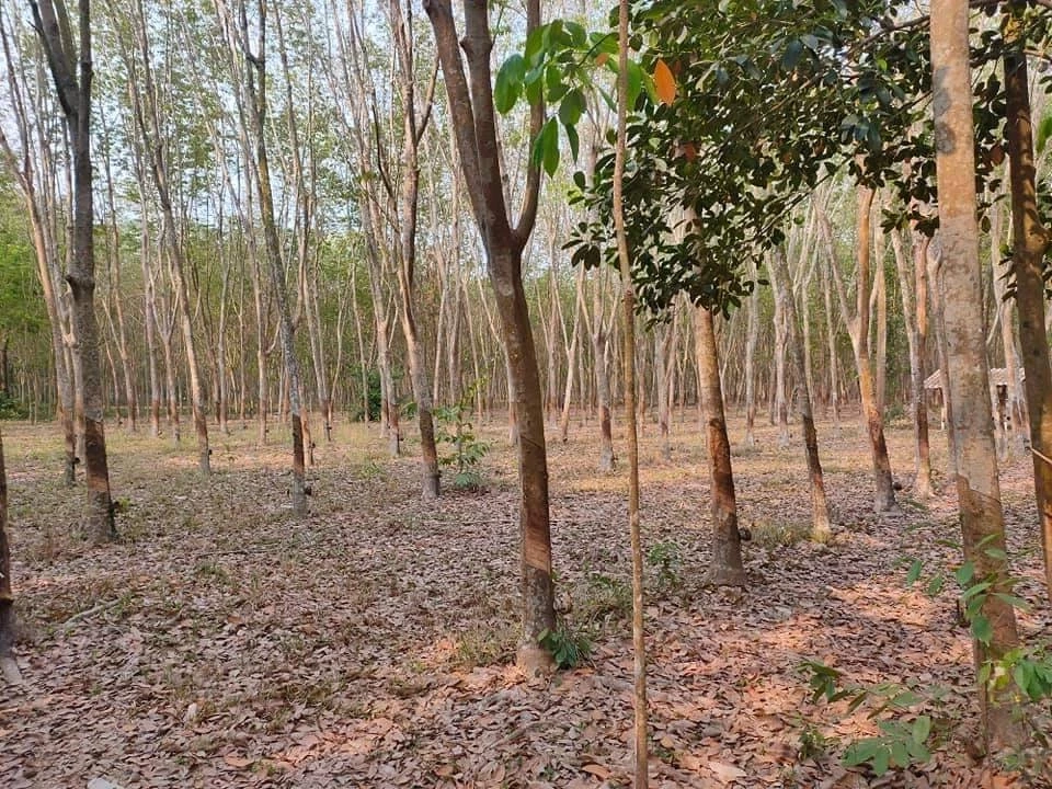 ยายน้ำตาตก หลานแท้ๆแก๊งนายหน้า 18 มงกุฎ หลอกโอนที่ดินก่อน จ่ายเงินให้ไม่ครบ