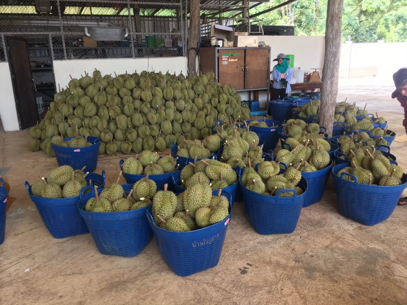 "ทุเรียนทองผาภูมิ" สินค้า GI ตัวใหม่ เพิ่มรายได้สู่เกษตรกรกว่า 300 ล้านต่อปี