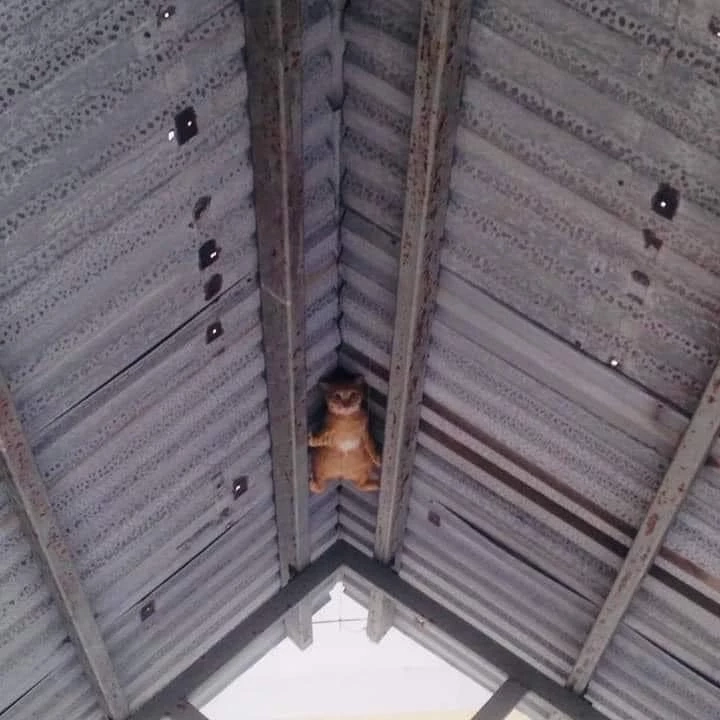 รักแมว รักโลก ชวนเลี้ยงแมวระบบปิดกันเถอะ เนื่องในวันแมวโลก