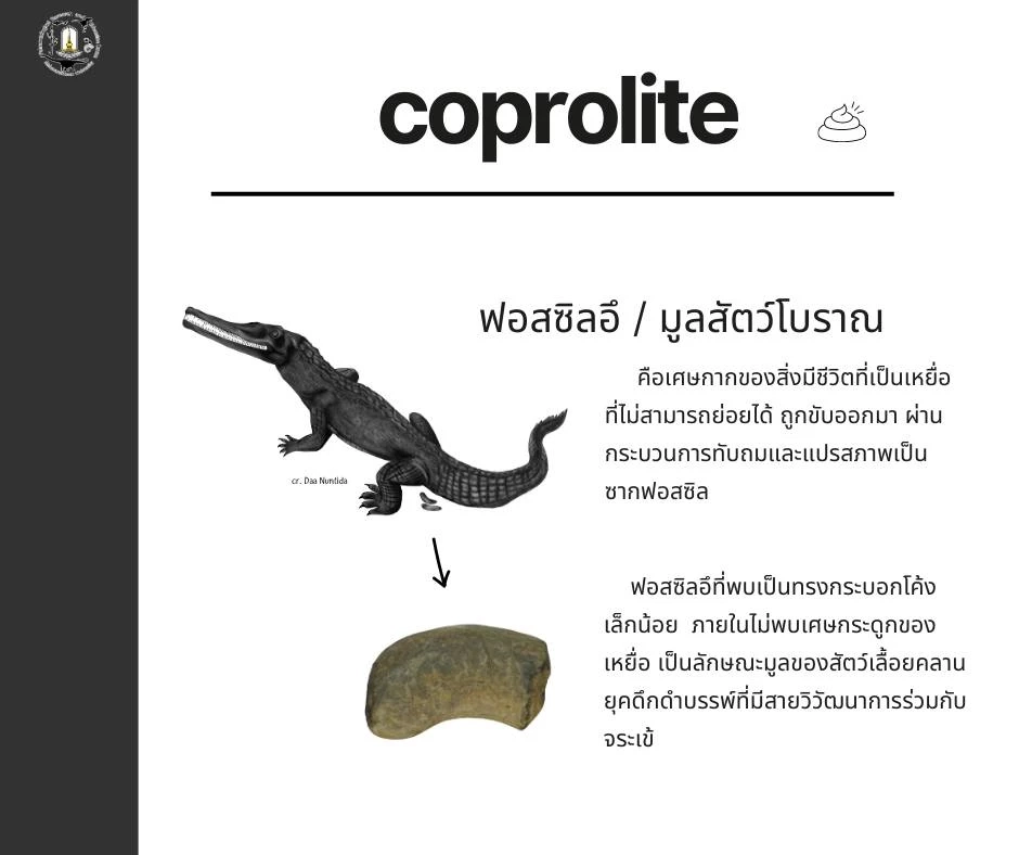 ครั้งแรกในเอเชีย นักวิจัยไทยพบฟอสซิลไข่พยาธิในอึจระเข้โบราณ
