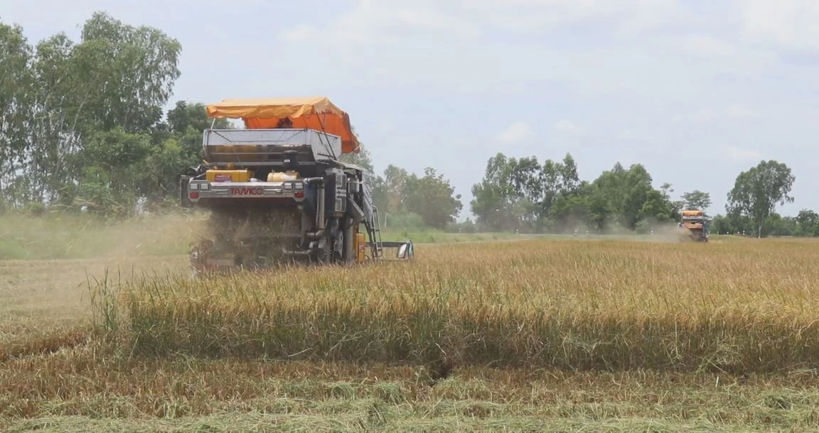 ชาวนาพิจิตร เร่งเก็บเกี่ยวข้าว หวั่นผลผลิตเสียหายจากพายุฝน