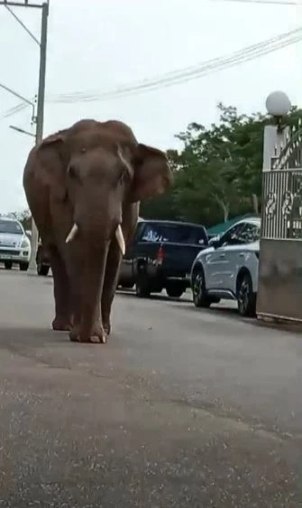 เปิดคลิป "พลายแคระ" บุกวัดเขาใหญ่ แม่ชีเชื่อคงอยากมาร่วมทำบุญ