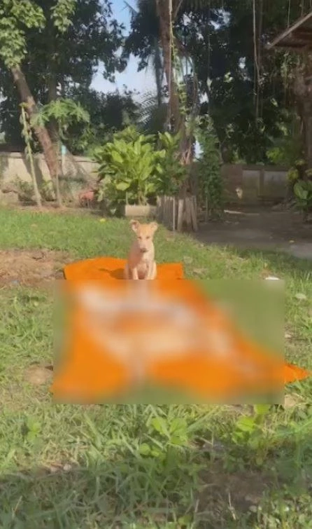 สะเทือนใจ! หมาโดนวางยาเบื่อ ตายเกลื่อนวัด 8 ตัว