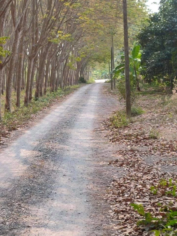 ยายน้ำตาตก หลานแท้ๆแก๊งนายหน้า 18 มงกุฎ หลอกโอนที่ดินก่อน จ่ายเงินให้ไม่ครบ