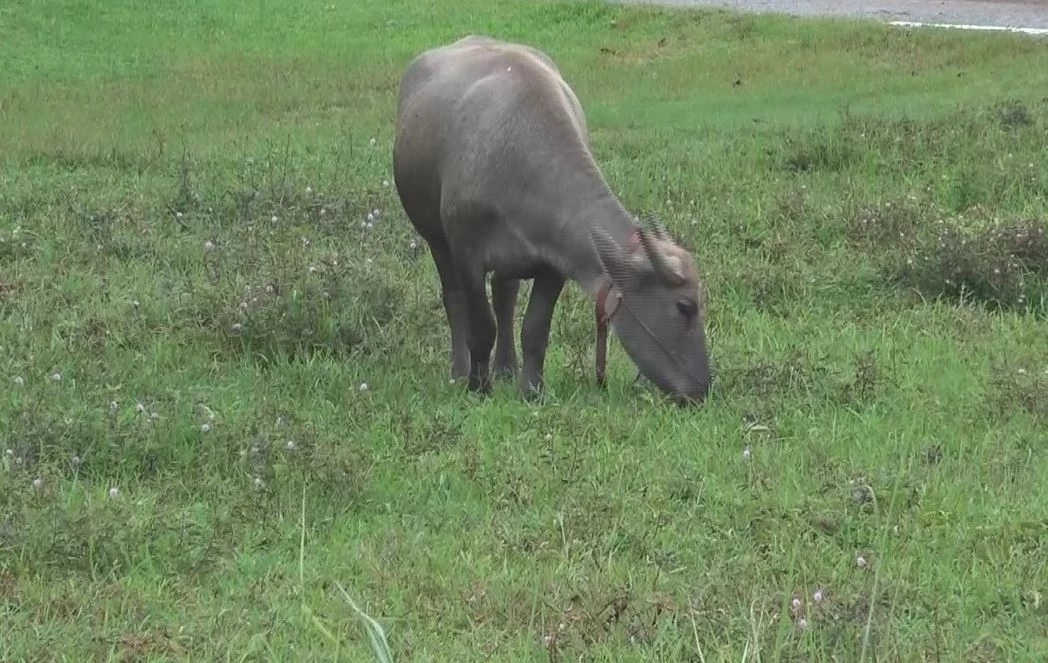 "บึงกาฬ" น้ำโขงลด แต่ยังกระทบชาวประมง-ชาวนา-สัตว์เลี้ยง