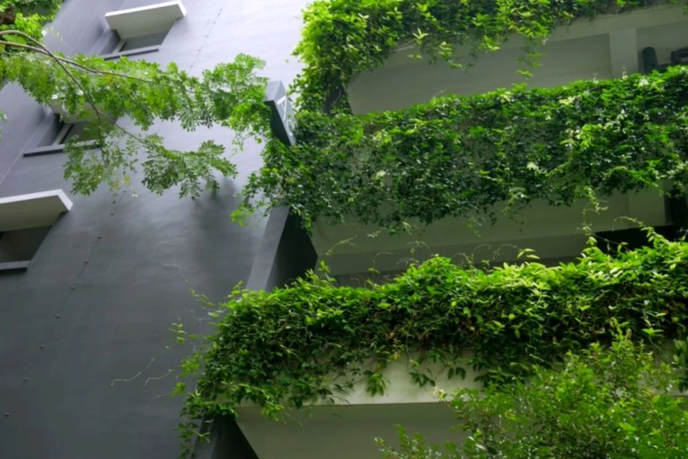 เปิดงานวิจัยใช้ต้นไม้กันคลื่นความร้อนในเขตเมือง ลดร้อน ลดการเสียชีวิต