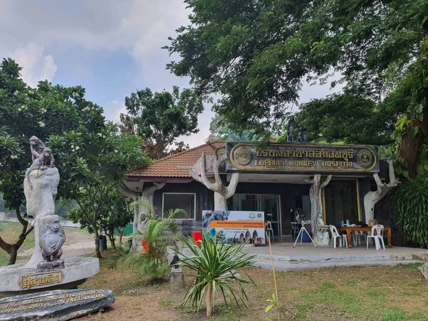 ส่วนอนุรักษ์สัตว์ป่าฯ จับลิงลพบุรีทำหมัน ก่อนปล่อยสู่ถิ่น​เดิม