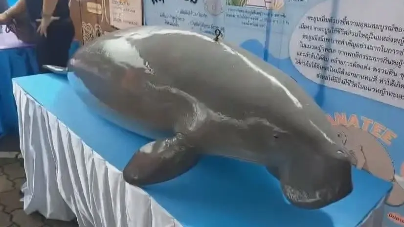 จัดกิจกรรม "วันอนุรักษ์พะยูนแห่งชาติ" ระลึกการจากไปของ มาเรียม-ยามีล