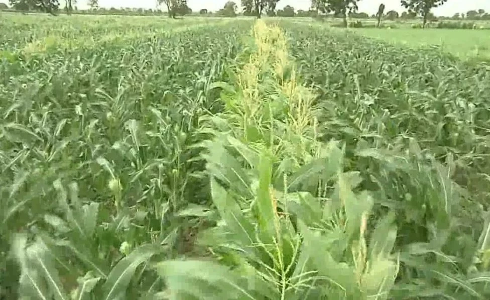 ชาวไร่ข้าวโพดระทมราคาตกต่ำ ซ้ำหนอนกระทู้ระบาดกัดกิน เสียหายกว่า 1,000 ไร่