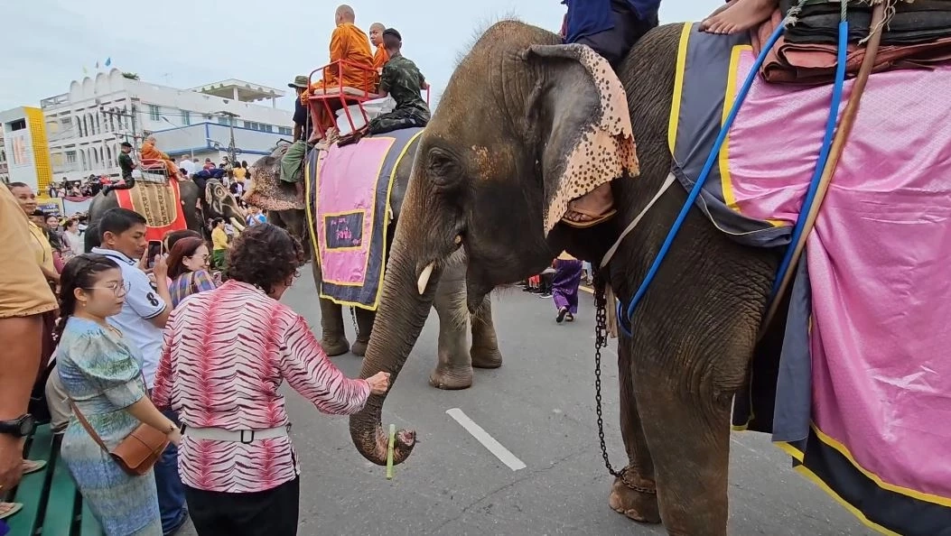 จังหวัดสุรินทร์จัดใหญ่ "ตักบาตรบนหลังช้าง" 37 เชือก เนื่องในวันอาสาฬหบูชา