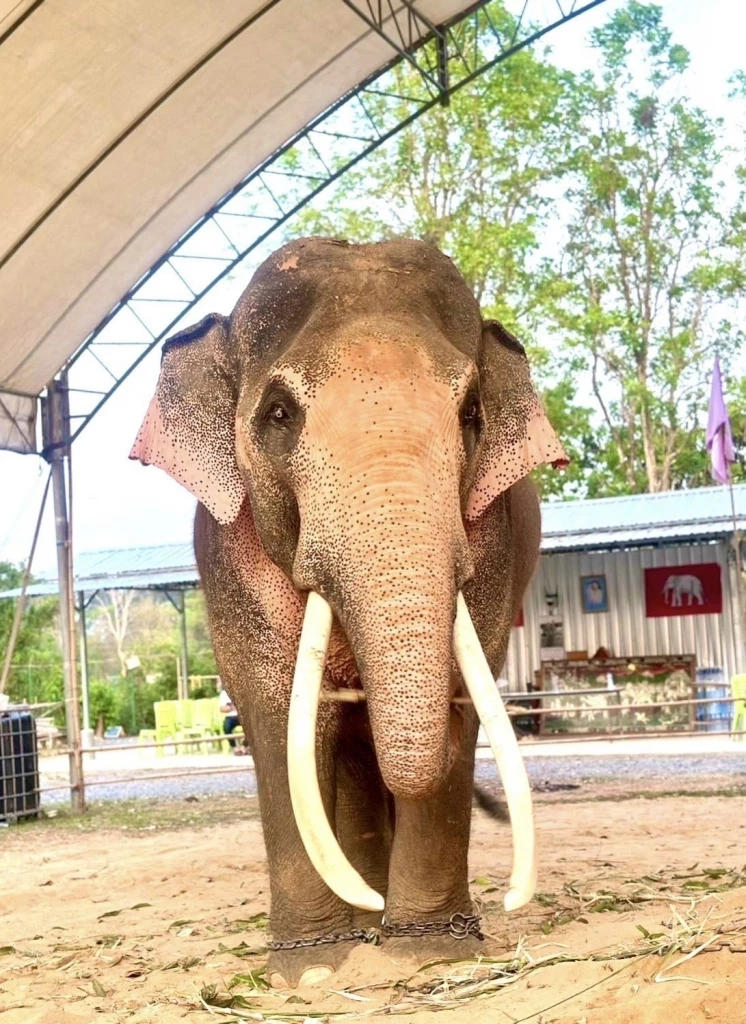 ชายชุดดำเข้าชม"พลายเอกชัย"มีพิรุธ เผยกำลังพิสูจน์คชลักษณ์ น้อมเกล้าถวายในหลวง