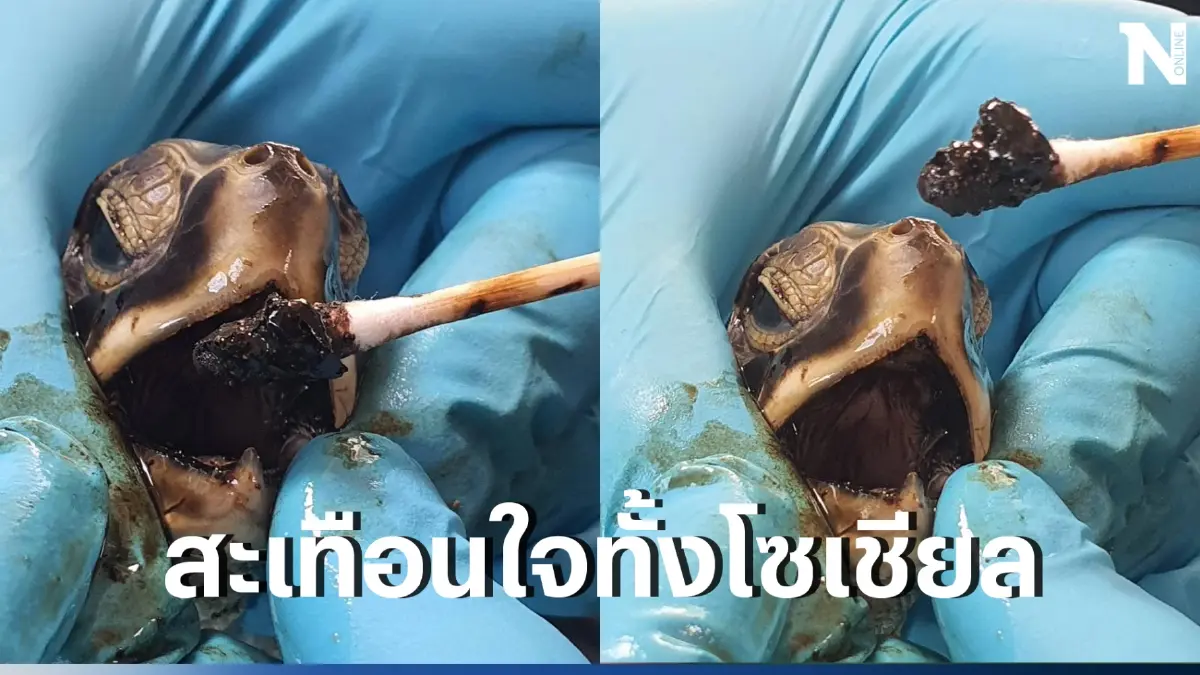 น้ำมันรั่วยังพ่นพิษ พบเต่าทะเลกว่า 12 ตัวขึ้นเกยฝั่งที่ จ.ภูเก็ต