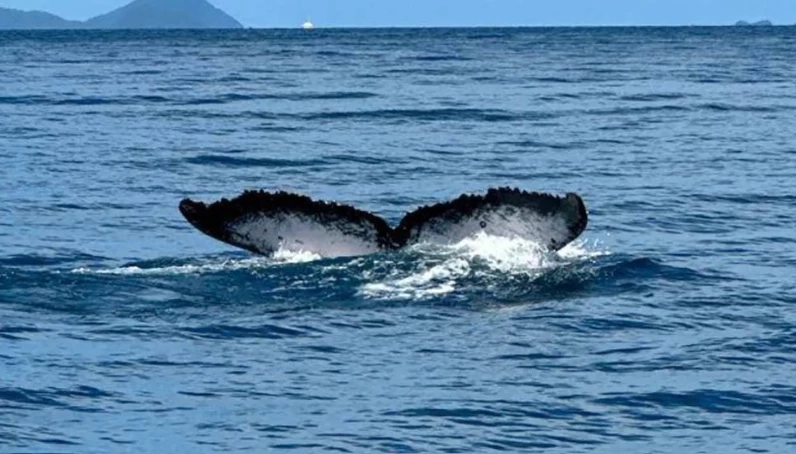 ภาพ &quot;วาฬหลังค่อม&quot; ที่พบล่าสุดที่ทะเลภูเก็ต