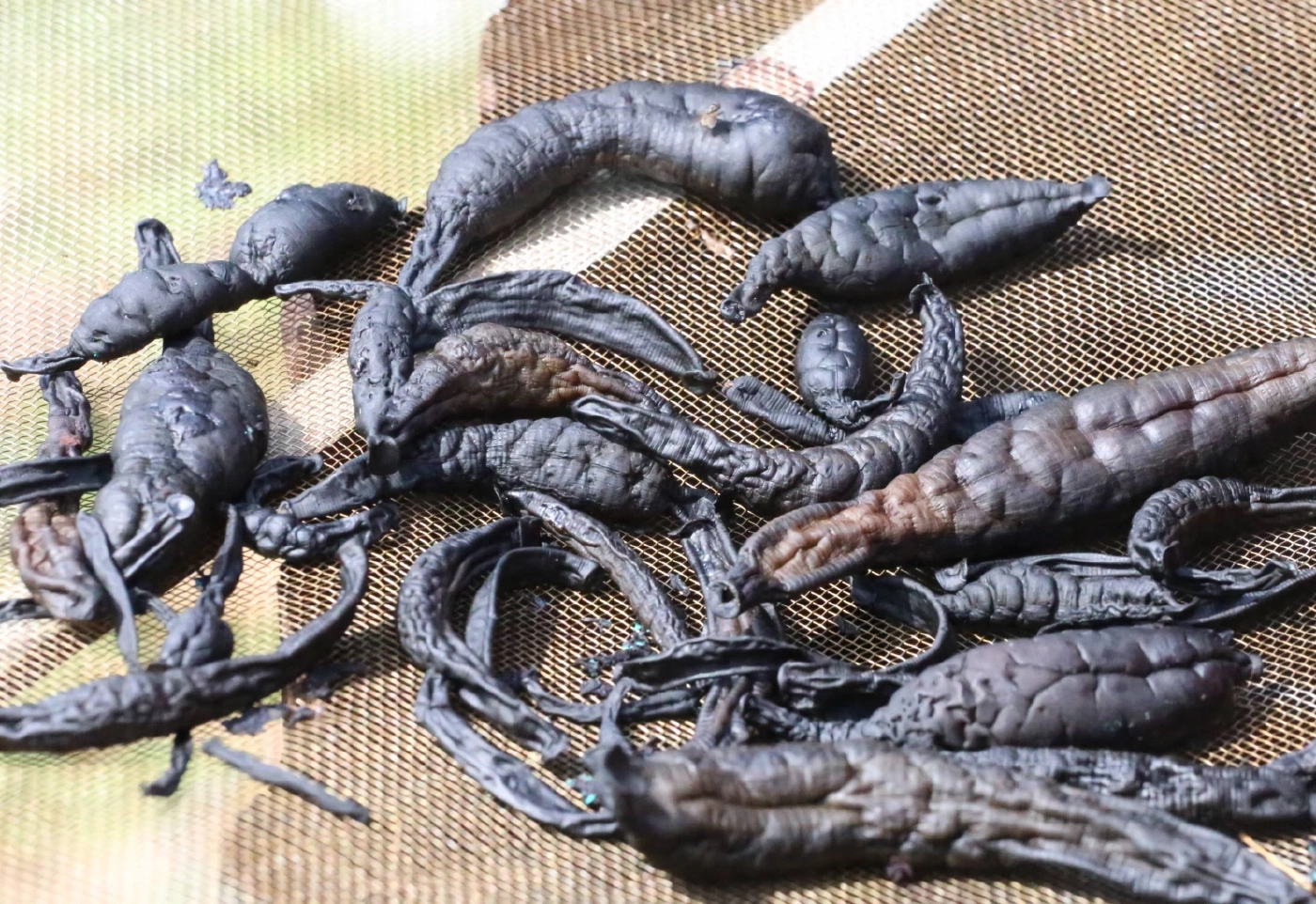 พลิกวิกฤตน้ำท่วม ชาวบ้านจับปลิง-ไส้เดือนอบแห้ง ขายสร้างรายได้วันละหมื่น