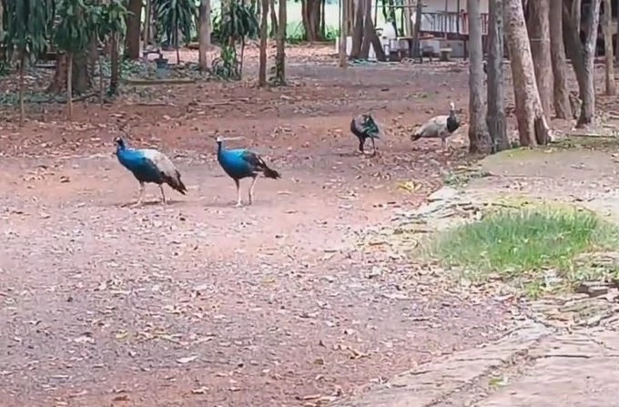 ทึ่ง! นกยูงฝูงใหญ่ อาศัยในวัดดังเมืองโคราช