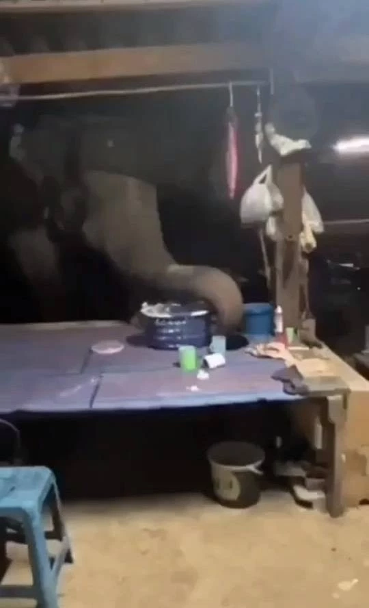 ชาวบ้านเดือดร้อน ช้างป่าบุกรื้อเครื่องครัว หาอาหารกิน ทำลายพืชผลเสียหาย