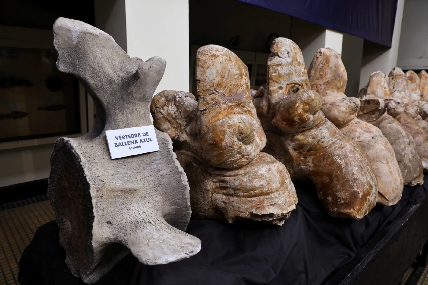 พบวาฬดึกดำบรรพ์ อาจเป็นสัตว์ที่หนักที่สุดในโลก