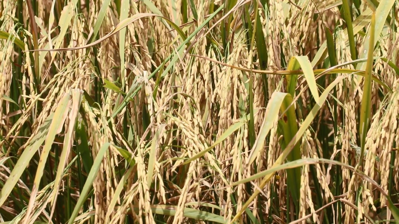 ชาวนาพิจิตร เร่งเก็บเกี่ยวข้าว หวั่นผลผลิตเสียหายจากพายุฝน