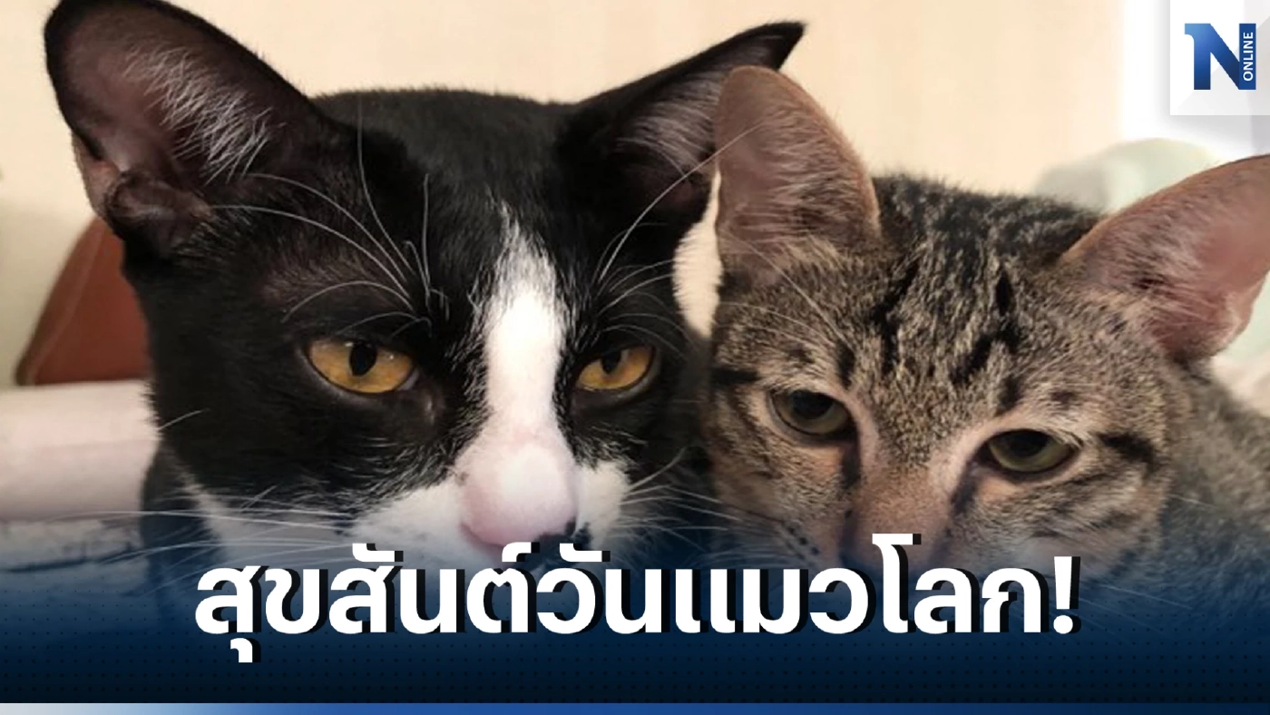 รักแมว รักโลก ชวนเลี้ยงแมวระบบปิดกันเถอะ เนื่องในวันแมวโลก