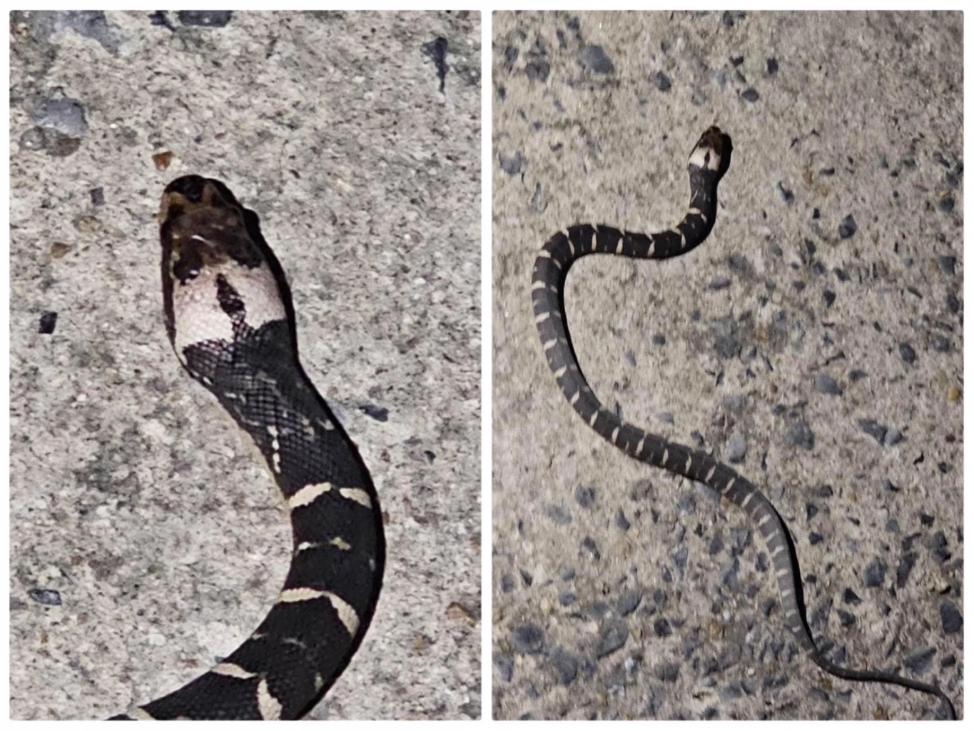 สุดช็อก "หมู ภูษณะ" พระเอกช่องดังโดนงูกัด หวิดสิ้นชื่อโชคดีไปหาหมอทัน