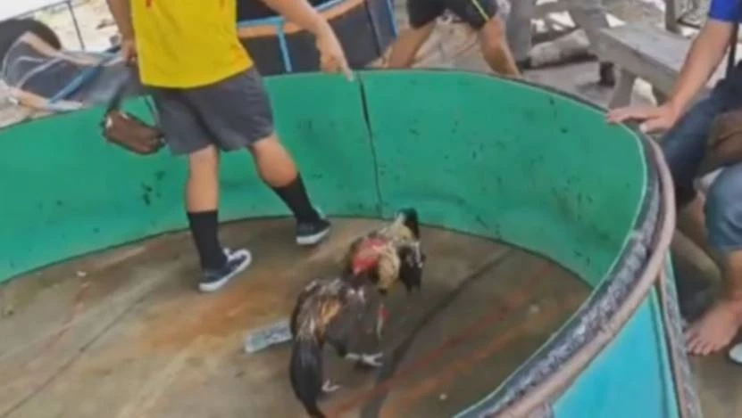 วงแตก! ฝ่ายปกครองอำเภอบางบ่อ บุกวงพนันไก่ชน บางคนโดดน้ำหนี แต่ไม่รอดถูกรวบ 9 ราย