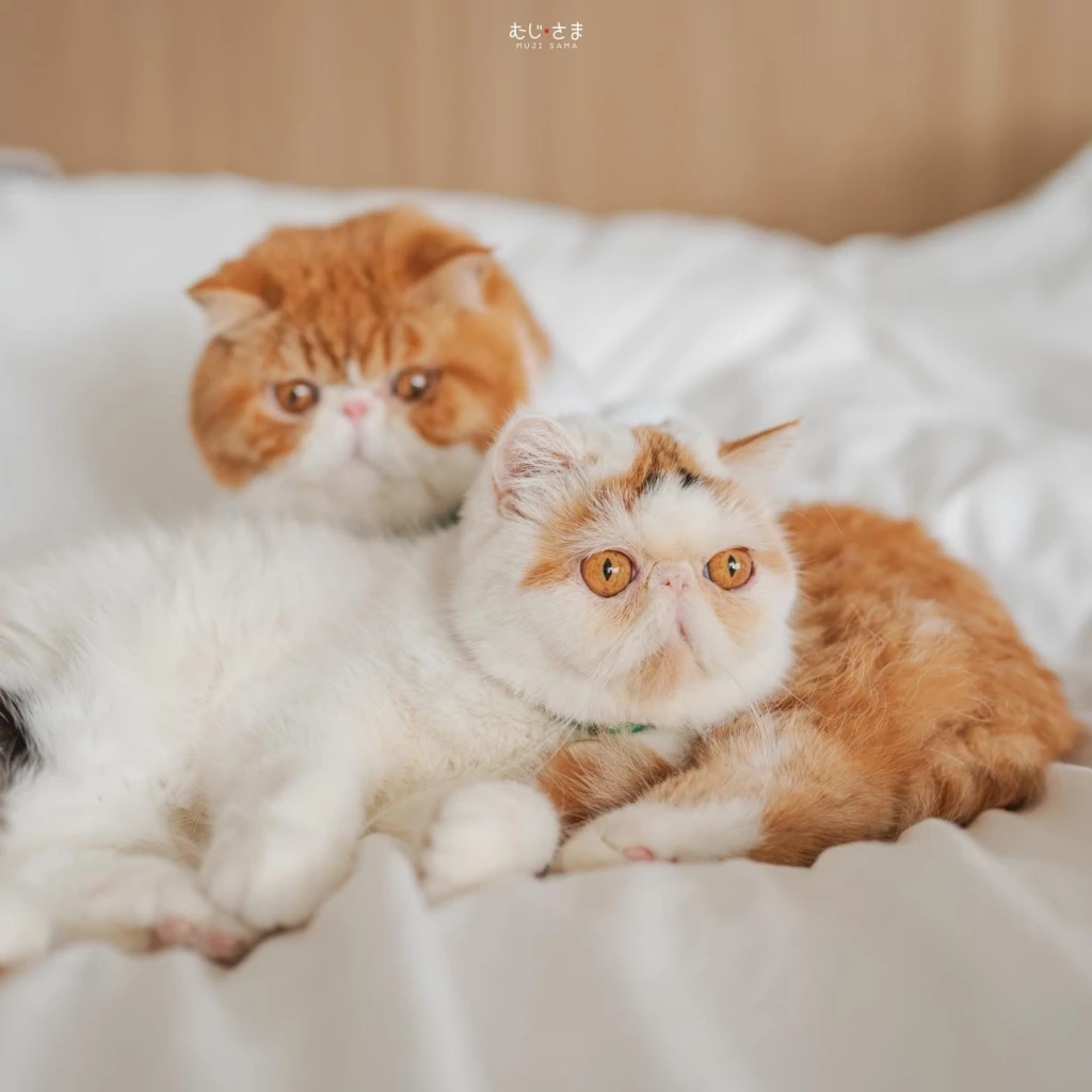 รักแมว รักโลก ชวนเลี้ยงแมวระบบปิดกันเถอะ เนื่องในวันแมวโลก