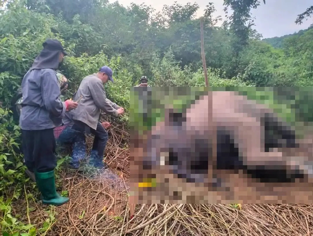 สลด ช้างป่าภูหลวง ถูกยิงตายใกล้ไร่ชาวบ้าน ที่ อ.ด่านซ้าย จ.เลย