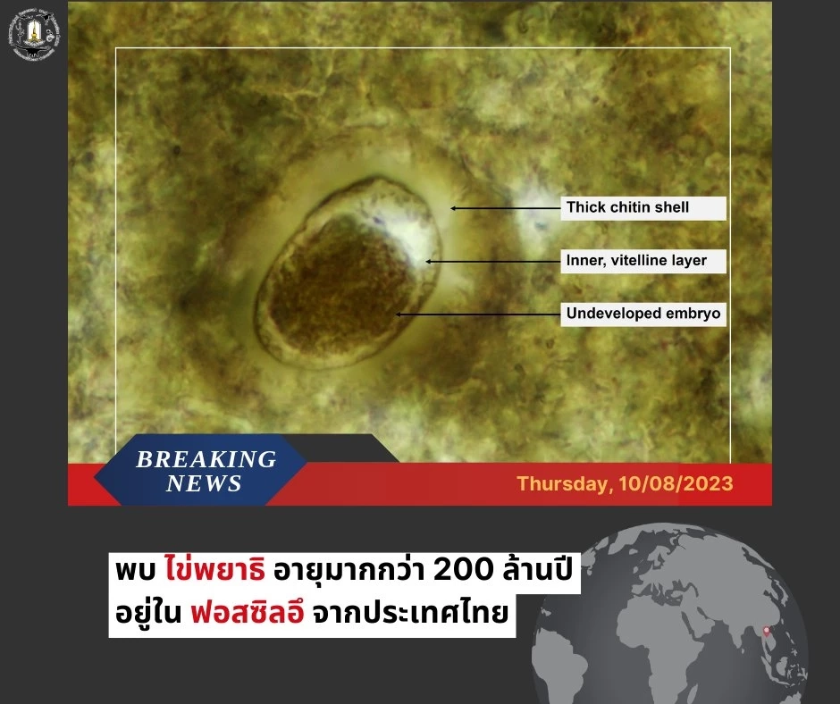 ครั้งแรกในเอเชีย นักวิจัยไทยพบฟอสซิลไข่พยาธิในอึจระเข้โบราณ