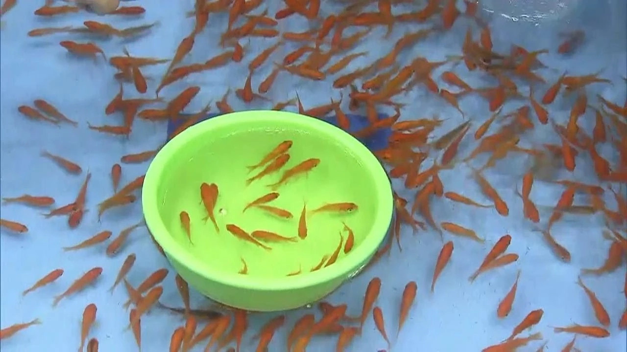 แข่งตักปลาทองเล็กญี่ปุ่น แชมป์ตักกว่า 100 ตัว ใน 3 นาที