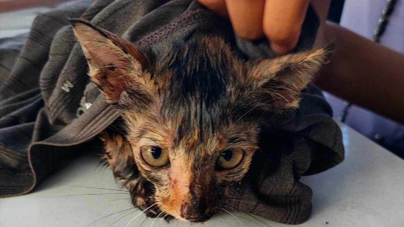 เจ้าบุญรอด