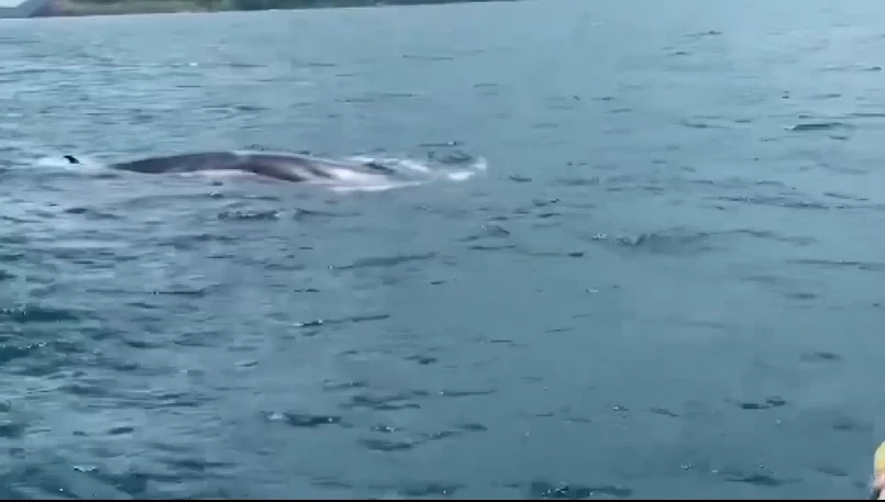 “วาฬบลูด้า” บริเวณเกาะเฮกาฮังบีช