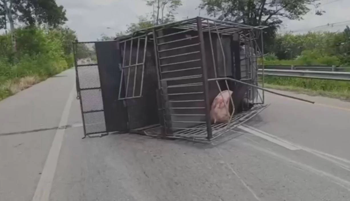 กระบะขนหมูพลิกคว่ำ เทกระจาด 26 ตัว ทำรถติดยาวหลายกิโล